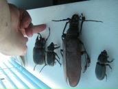 Александр Игнатенко фотография #50 (источник - https://vk.com/id24388063)