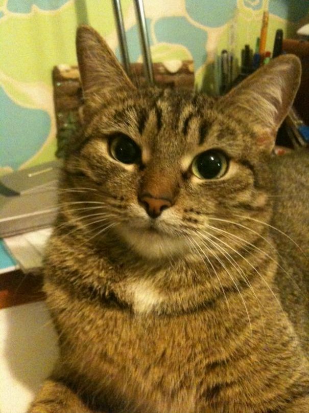 Olya Shepel фотография #42