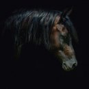 Оксана Кривоніс фотография #22 (источник - https://vk.com/id79642254)