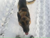 Рус Свірчевський фотография #35 (источник - https://vk.com/id50143246)