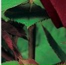 Іра Чіпак фотография #33 (источник - https://vk.com/id53483593)