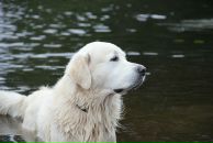 Иван Любченко фотография #32 (источник - https://vk.com/id682883)