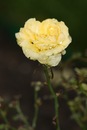 Марічка Кіцюня фотография #22 (источник - https://vk.com/id149621900)