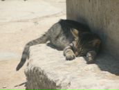 Фотография Метельской Елены