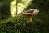 Олег Вавринів фотография #43 (источник - https://vk.com/id6581379)