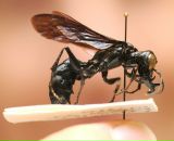 Иван Амельченко фотография #14 (источник - https://vk.com/id684343)