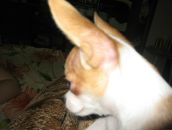 Фотография Полынской Елены