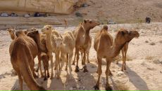 Олег Евсюков фотография #42 (источник - https://vk.com/id14283329)