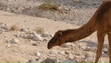 Олег Евсюков фотография #40 (источник - https://vk.com/id14283329)