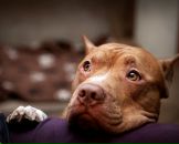 Фотография Лазуренко Александра