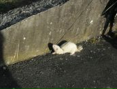 Олег Пасічник фотография #33 (источник - https://vk.com/id53254187)