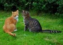 Софійка Микитюк фотография #10 (источник - https://vk.com/id148055597)