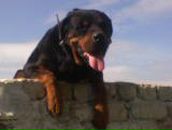 Фотография Дмитриевой Елены