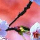 Катерина Ільїна фотография #40 (источник - https://vk.com/id9328914)