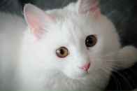 Фотография Тавруев Алексей