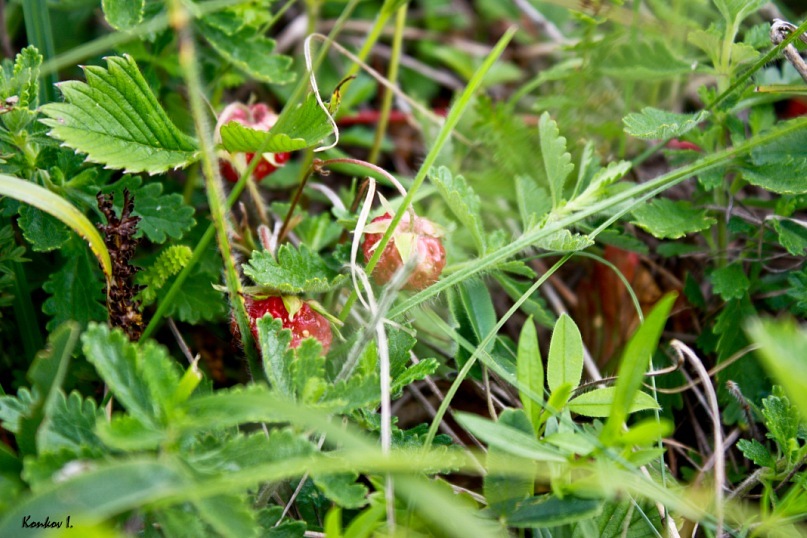 Иван Конков фотография #31