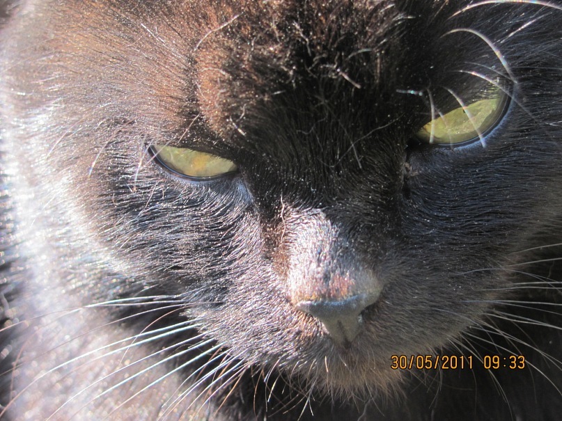 Ольга С фотография #37