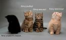 Фотография Гуриновича Миши