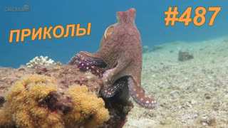 Приколы июль 2019 №487