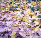 Фотография Макаровой Анастасии