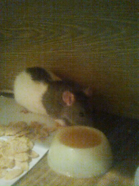 №15, Катерина Белоусова-Сенько, Марьина Горка, Беларусь №15, Катерина Белоусова-Сенько, Марьина Горка, Беларусь