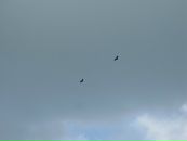 Юлія Родічева фотография #37 (источник - https://vk.com/id8162625)