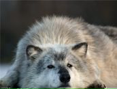 Фотография Вовка Дениса