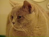 Фотография Вакараш Екатерины