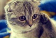 Фотография Добровицкой Елены