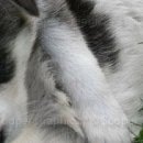 Каріно4ка♥ Шрамко фотография #33 (источник - https://vk.com/id147791993)