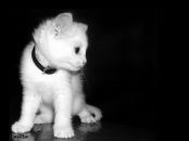 Фотография Гаджиевой Аиды