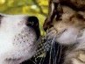 Берта °•..kitty..•° фотография #3 (источник - https://vk.com/id151790863)