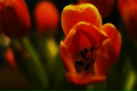 Оля Леонова фотография #46 (источник - https://vk.com/id372706)