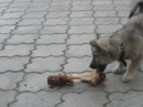 Вовчик Кузьміч фотография #40 (источник - https://vk.com/id64250712)