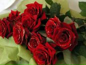 Фотография Ганцевой Ирины