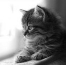 Діана Береза фотография #49 (источник - https://vk.com/id157656163)