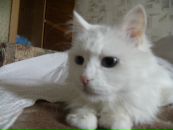 Іра Капітонова фотография #10 (источник - https://vk.com/id386275)