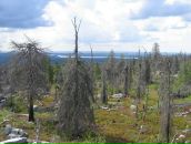 Иван Паньков фотография #47 (источник - https://vk.com/id746503)