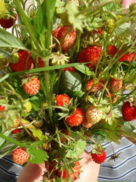 №5, Елена Зиннатуллина №5, Елена Зиннатуллина