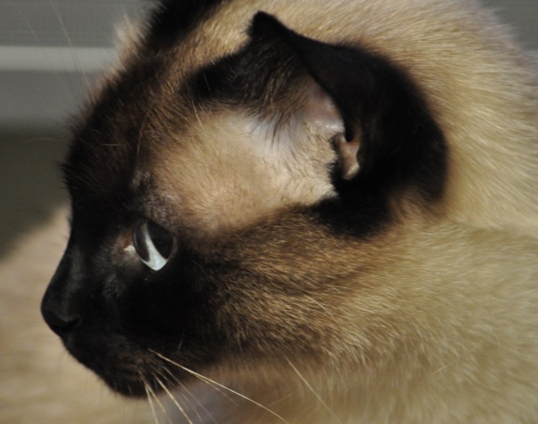 Дмитрий Коваленко фото №37