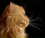 Фотография Хорош Марины
