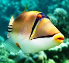 Фотография Цветковой Анны