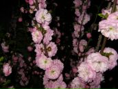 Оля Павліченко фотография #31 (источник - https://vk.com/id80105642)