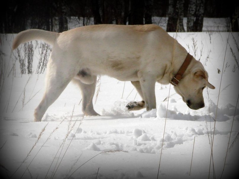 Клайд Собакин фотография #47