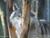 Фотография Кириченко Анастасии