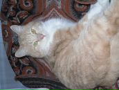 Фотография Лобановой Галины